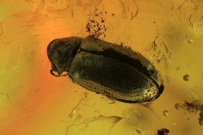 Detailed Fossil Beetle (Coleoptera) In Baltic Amber #105531